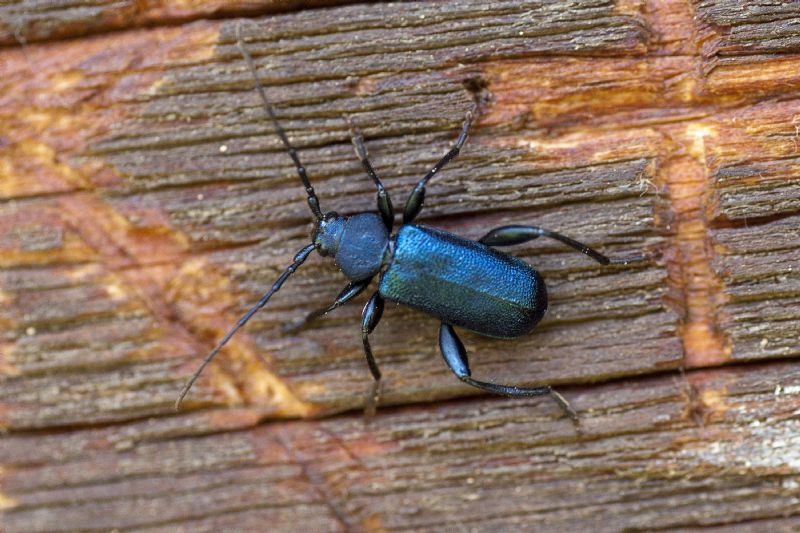 Callidium violaceum dalla Val di Funes